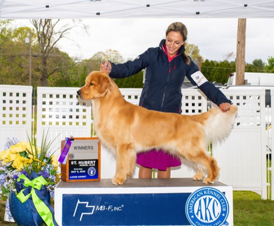 Champion Golden Retriever