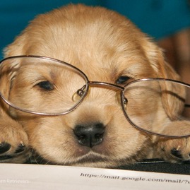 PuppywGlasses.jpg