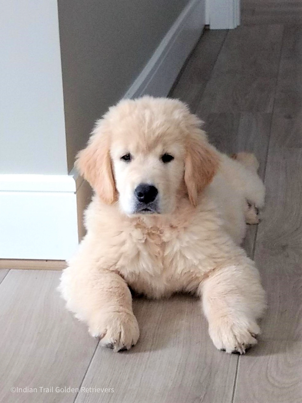 Beautiful Connecticut Golden Retriever Puppy