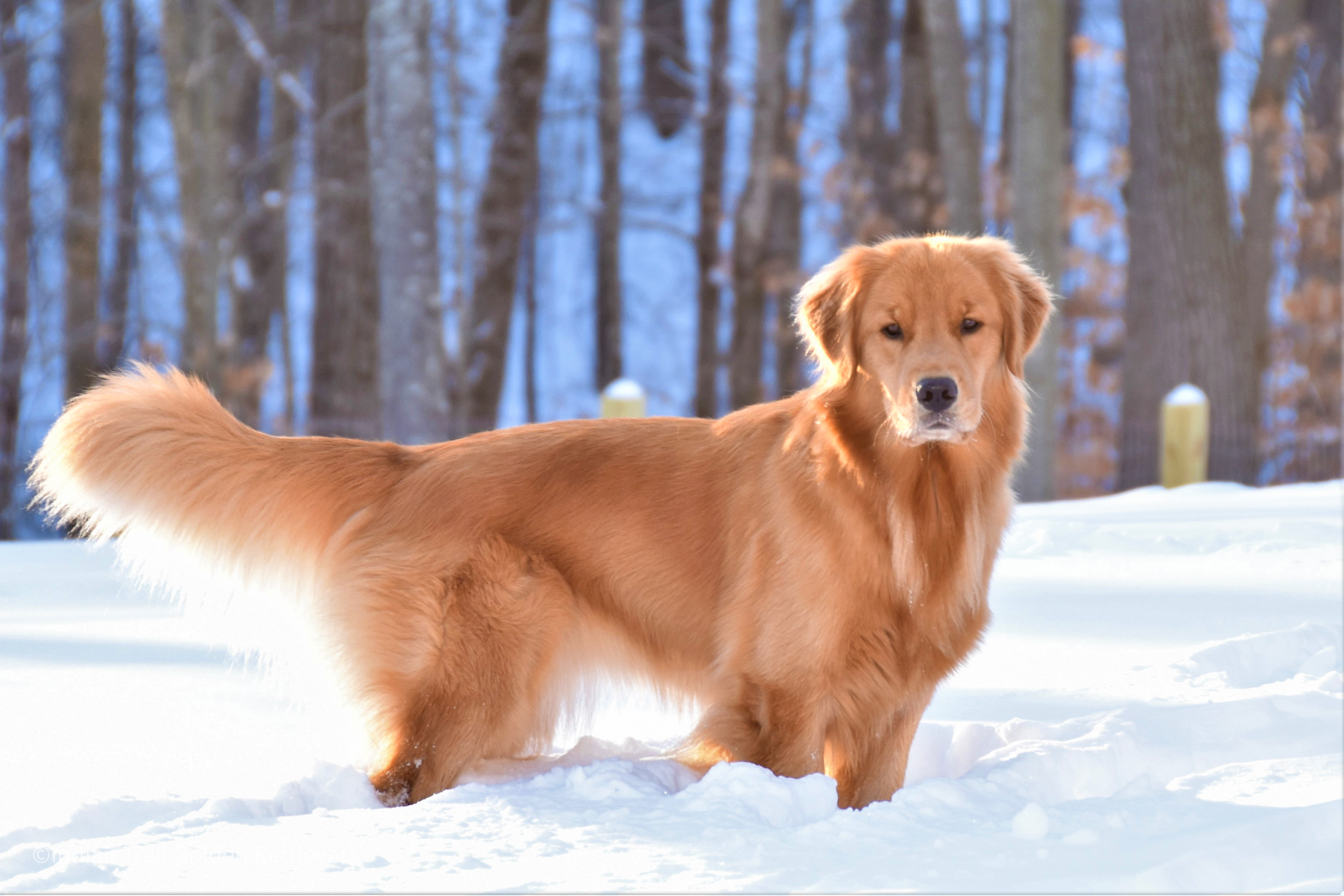 Golden Retriever in Snow