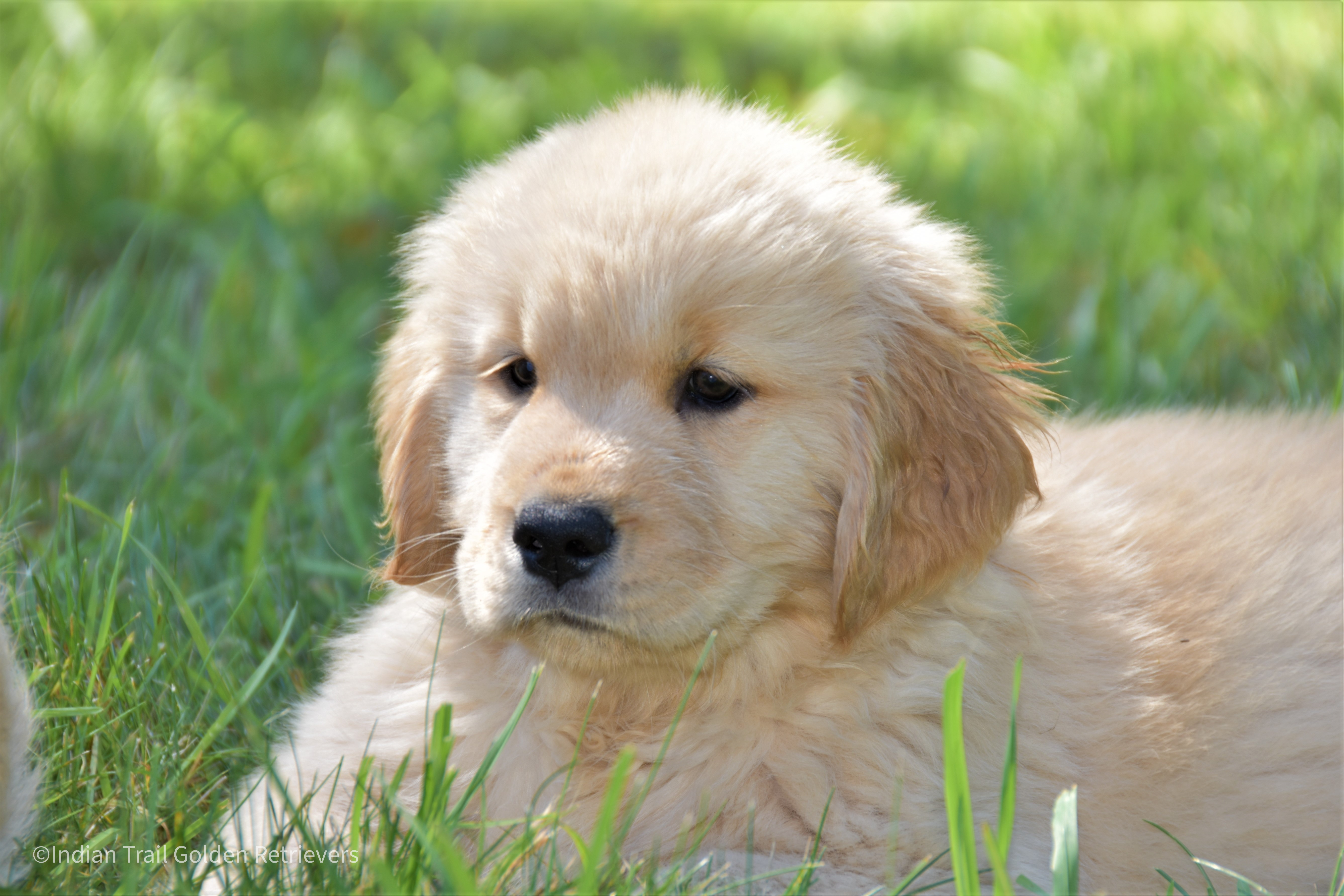 Golden Retriever laying in Grass