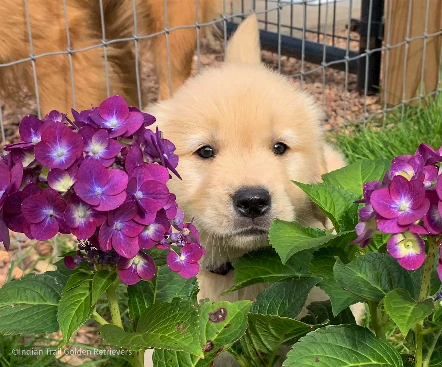 Indian trail hot sale golden retrievers