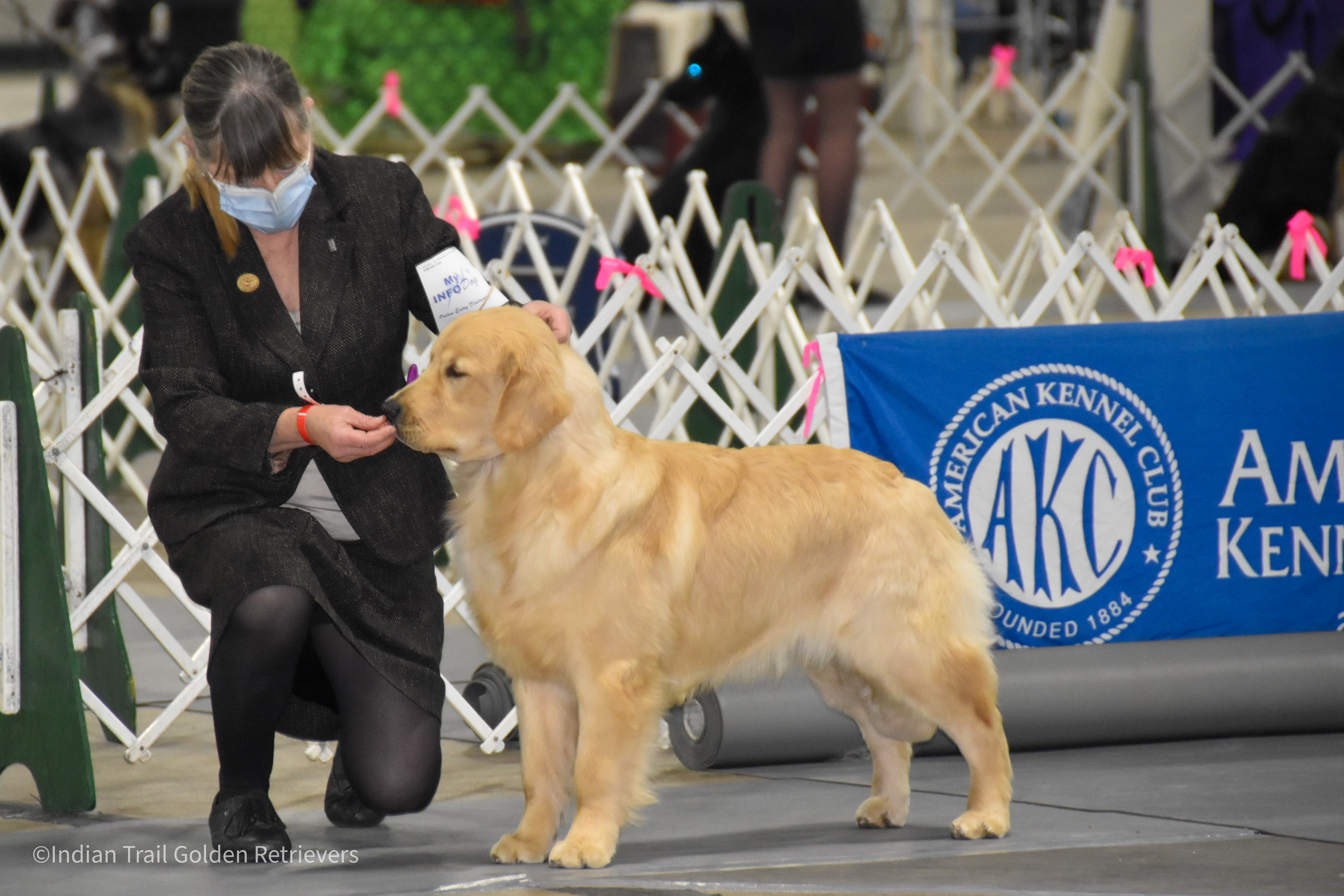 Champion Golden Retriever Puppies