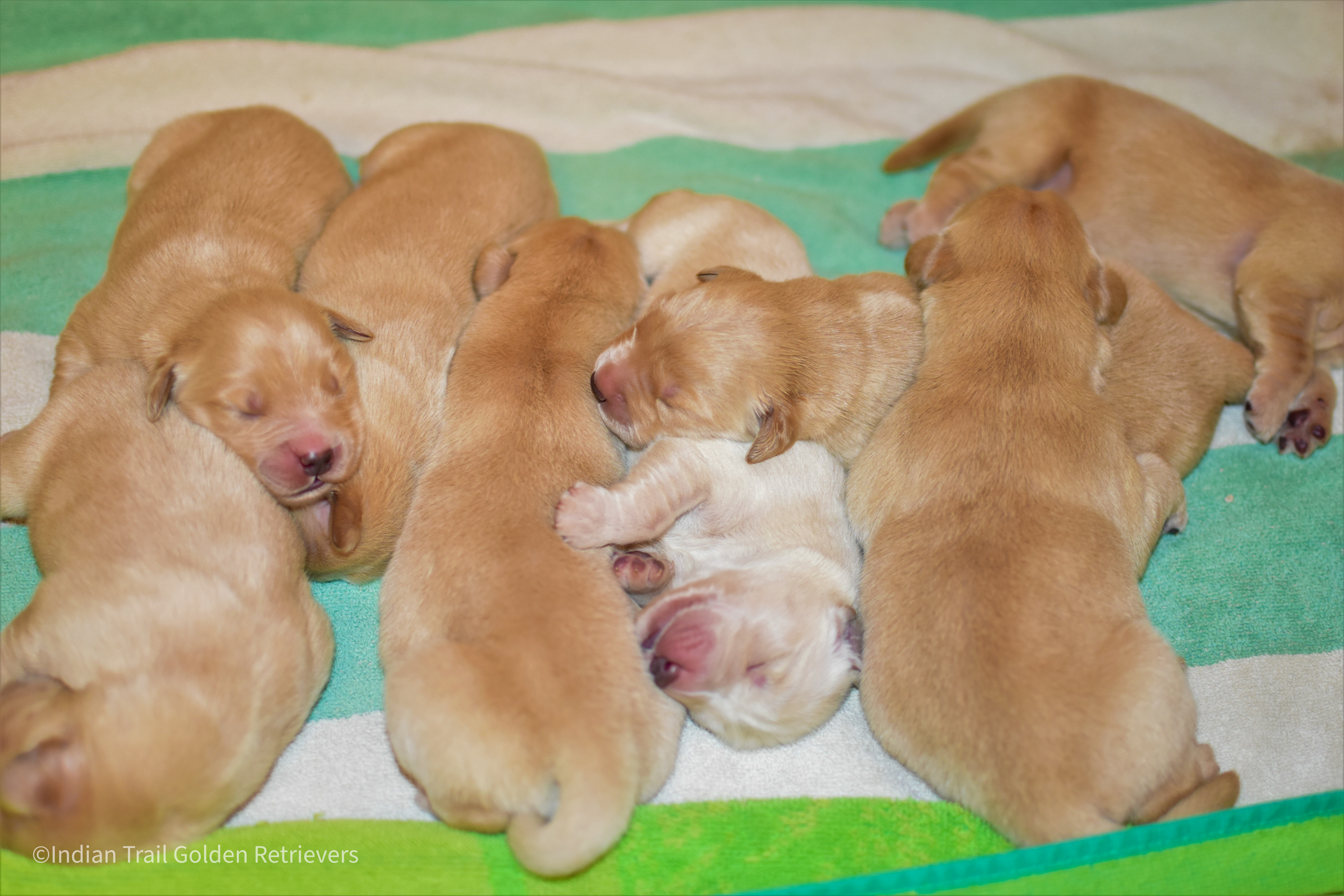 Golden Retriever puppies laying together