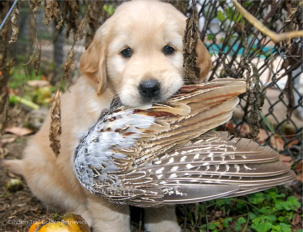 Golden Retriever Puppy with Pheasant